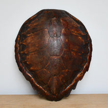 19th Century - Turtle Shell
