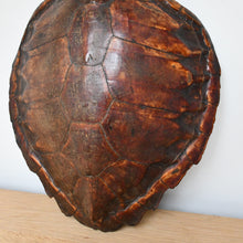 19th Century - Turtle Shell