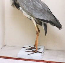 Late 19th Century Joseph Cullingford - English Heron